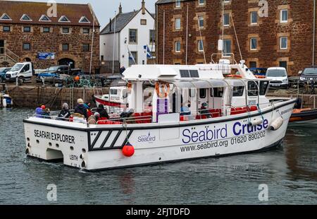 North Berwick, East Lothian, Scozia, Regno Unito, 26 aprile. Riaprire le aziende: Con le restrizioni di blocco attenuate oggi, lo Scottish Seabird Center prima gita turistica in barca da crociera si svolge dall'anno scorso. Il catamarano SEAFARI Explorer preleva per la prima volta quest'anno 13 passeggeri: Ha una capacità massima di 30 persone a causa delle restrizioni al momento in cui naviga fuori dal porto Foto Stock