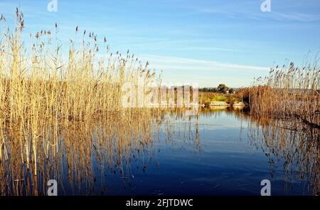 Lago in un parco naturale a Ugento, Sud Italia Foto Stock