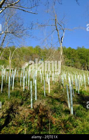 Nuovi alberi piantati su una collina sopra il torrente fuori dalla strada delle maree. Aveton Gifford, South Hams, Devon, Regno Unito Foto Stock