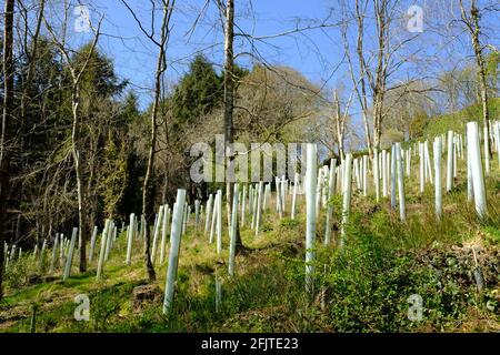 Nuovi alberi piantati su una collina sopra il torrente fuori dalla strada delle maree. Aveton Gifford, South Hams, Devon, Regno Unito Foto Stock