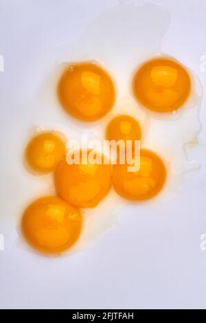 Composizione di tuorli d'uovo di pollo gialli. Foto Stock