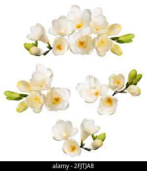 Fiori e boccioli freesia isolati su sfondo bianco. La Freesia in fiore bianco attorciglia gli elementi di design. Foto Stock