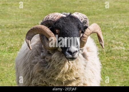 Una razza di pecora 'Dalesbred' Foto Stock