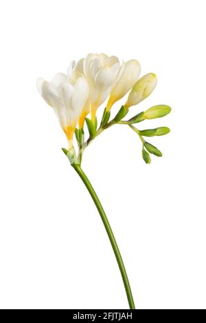 Il tronco della freesia con fiori bianchi e gemme isolate su sfondo bianco. Foto Stock