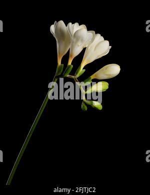 Il tronco della freesia con fiori bianchi e gemme isolate su sfondo nero. Foto Stock