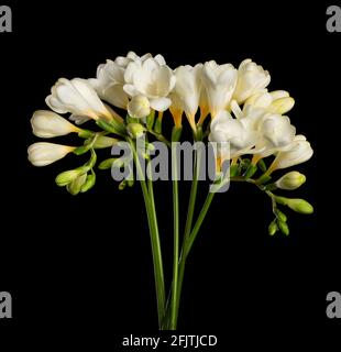 Bouquet freesia isolato su nero. Fioritura freesia bianco ramoscelli con boccioli e fiori. Foto Stock