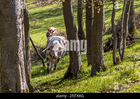 Inglese Longhorn Cattle è precedentemente conosciuto come Lancashire Cattle a Nideggen, Germania Foto Stock