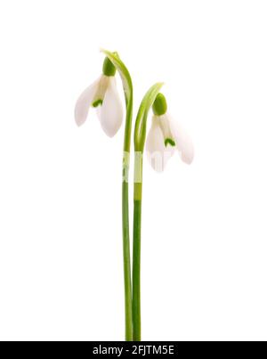 Fiori Snowdrop isolati su sfondo bianco. Bellissimi fiori primaverili. Foto Stock