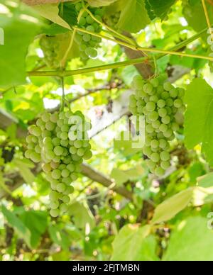 Fascino dell'uva verde che cresce tra le foglie Foto Stock