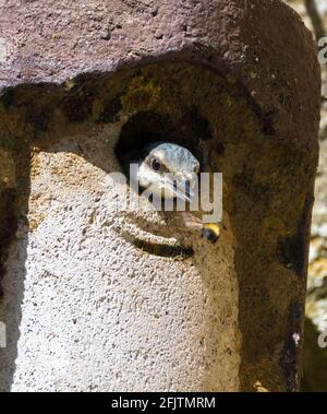 Un nuthatch (Sitta europaea) guarda fuori una nestbox, e fissa intentemente ad un'ape che passa. (Inghilterra, Regno Unito) Foto Stock