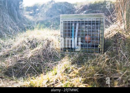 dh Trap STOATS Regno Unito Scottish stoat snare trappole Orkney Native Wildlife Project Orkney RSPB Scozia intrappolare uova di uccello vermin in esche protezione nido Foto Stock