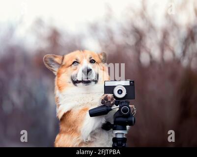 divertente cucciolo di cani di corgi si trova in giardino e prendere immagini su una vecchia fotocamera Foto Stock