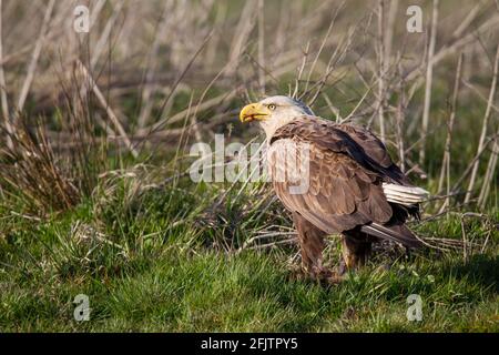 Seeadler, Haliaetus albicilla, aquila dalla coda bianca Foto Stock