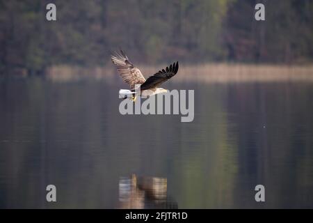 Seeadler, Haliaetus albicilla, aquila dalla coda bianca Foto Stock
