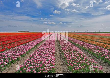 File di tulipani rossi, rosa e arancioni in campo tulipano olandese in primavera a Flevopolder, provincia di Flevoland, Paesi Bassi Foto Stock