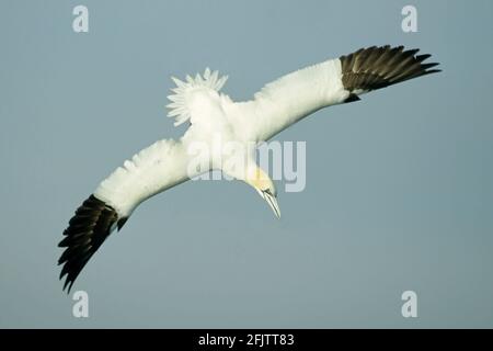 Gannett immersioni per pesce bassana sula mare del Nord Regno Unito BI004920 Foto Stock