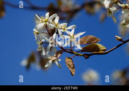 Fioritura di un'ombra (Amelanchier) Foto Stock