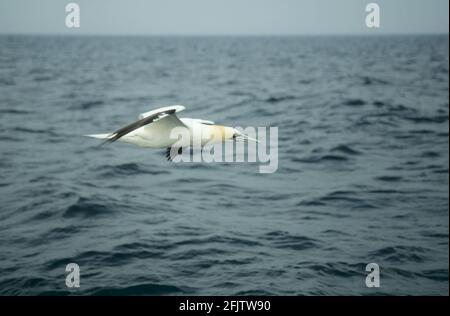 Gannet in volo su Sea Sula fagana Mare del Nord Regno Unito BI004939 Foto Stock