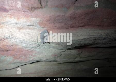 Svernamento (ibernazione) di pipistrelli nelle cave dell'Europa del nord-est. Probabilmente pipistrello di Whiskered (Myotis mystacinus) Foto Stock