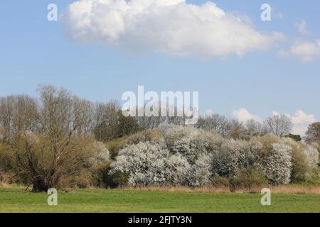 Paesaggio primaverile nel nord di Berlino Foto Stock