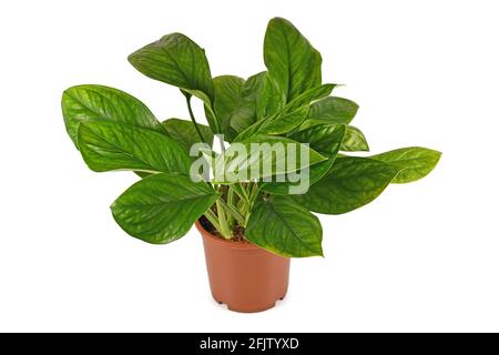 Pianta domestica tropicale 'Monstera Pinnatipartita' con foglie giovani senza fenestrazione in vaso di fiori isolato su sfondo bianco Foto Stock