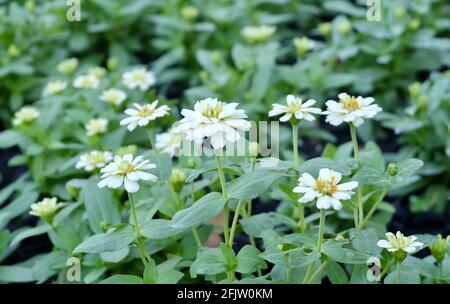 Luminoso e bello White Daisy o Gerbera Fiori in UN bellissimo giardino per la decorazione di casa e costruzione. Foto Stock