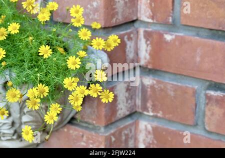 Burro brillante E Bello Daisy o Little Yellow Star Fiori in un vaso di legno, Segni di primavera e estate. Foto Stock