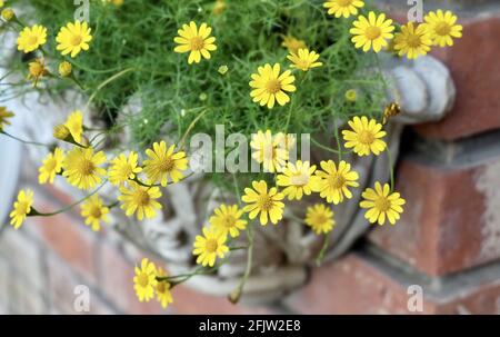 Burro brillante E Bello Daisy o Little Yellow Star Fiori in un vaso di legno, Segni di primavera e estate. Foto Stock