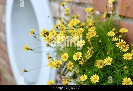 Burro brillante E Bello Daisy o Little Yellow Star Fiori in un vaso di legno, Segni di primavera e estate. Foto Stock