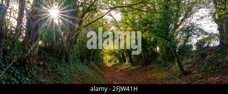 Halnaker, UK - 13 novembre 2020: Alberi e colori autunnali nel tunnel degli alberi sulla strada romana di Stane Street vicino a Halnaker, West Sussex Foto Stock