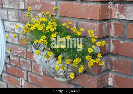 Burro brillante E Bello Daisy o Little Yellow Star Fiori in un vaso di legno, Segni di primavera e estate. Foto Stock