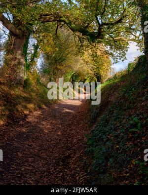 Halnaker, UK - 13 novembre 2020: Alberi e colori autunnali nel tunnel degli alberi sulla strada romana di Stane Street vicino a Halnaker, West Sussex Foto Stock