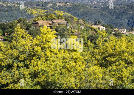 Francia, Var, Tanneron, villaggio arroccato circondato da una foresta di mimose Foto Stock