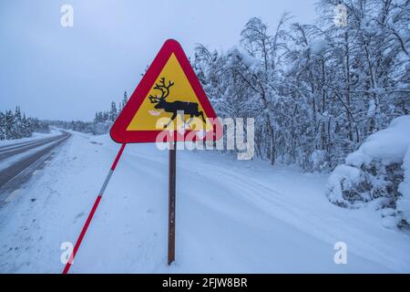 Svezia, Lapponia, Gällivare - strada Kiruna, segnale stradale che indica l'attraversamento gratuito delle renne Foto Stock