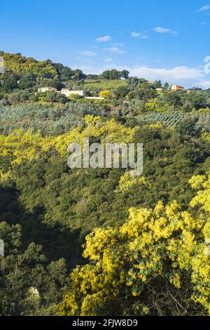 Francia, Alpi Marittime, Auribeau-sur-Siagne, mimose in fiore nella valle della Siagne Foto Stock