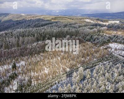 Francia, Puy de Dome, parc naturel régional Livradois-Forez, Parco Naturale Regionale Livradois Forez, neve sopra la foresta di conifere Foto Stock