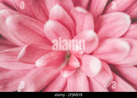 Macro shot di fiore rosa di crisantemo. Foto Stock