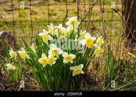 narcisi che crescono sul lato di una fattoria rurale Foto Stock