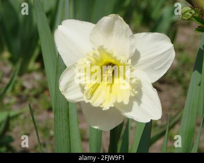 Narcissus fiore letto con drift giallo. Daffodil bianco doppio fiori narcisi narcisi narcisi narcidils. Narcissus fiore conosciuto anche come daffodil, daffadowndi Foto Stock