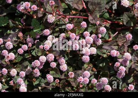 Persicaria capitata, Città di Isehara, Prefettura di Kanagawa, Giappone Foto Stock