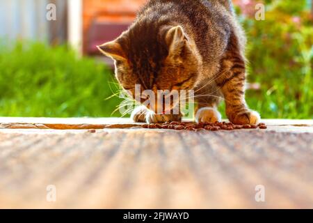 Defocus giovane pazzo sorpreso shorthair bengala gatto fare bastone fuori lingua quando mangia cibo senza una ciotola. Faccia divertente occhi grandi. Impressionabile sorpreso largo Foto Stock