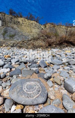 Un Ammonite fossilizzata sulla spiaggia di Monmouth a Lyme Regis, Dorset, Inghilterra Foto Stock