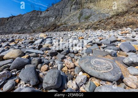 Un Ammonite fossilizzata sulla spiaggia di Monmouth a Lyme Regis, Dorset, Inghilterra Foto Stock