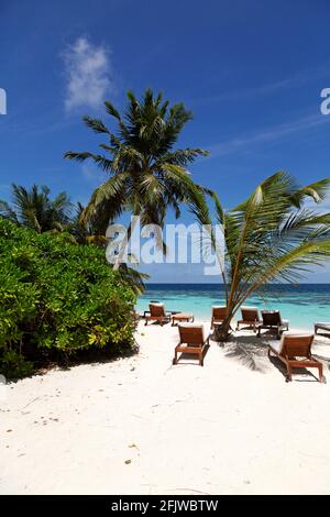 Sedie a sdraio in palme sulla spiaggia a Bandos Island nelle Maldive. Le Maldive sono una popolare destinazione tropicale vacanza nell'Oceano Indiano. Foto Stock