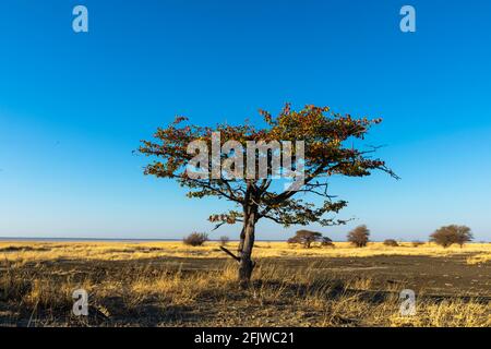 Lone mopiani albero sull'isola di Kukonje Foto Stock