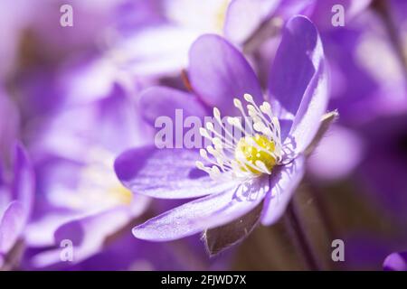 Fiori comuni di hepatica Foto Stock