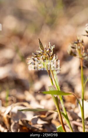 Legno peloso-rush Foto Stock