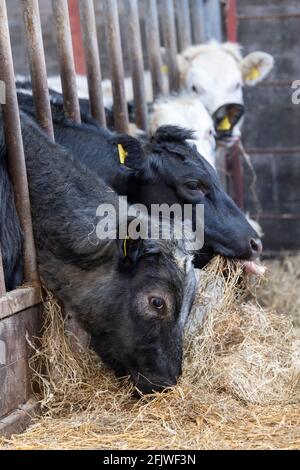 Bestiame bovino che mangia fieno da dietro le barriere di alimentazione su una fattoria di collina nelle valli dello Yorkshire, Regno Unito. Foto Stock