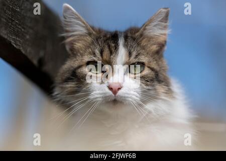 Allerta gatto domestico e caccia al sole. North Yorkshire, Regno Unito. Foto Stock