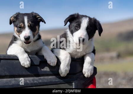 Due cuccioli Border Collie sedettero nella parte posteriore di un camion della fattoria, nel Nord Yorkshire, Regno Unito Foto Stock